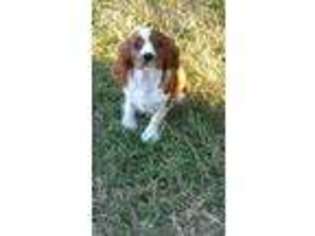 Medium Photo #1 Cavalier King Charles Spaniel Puppy For Sale in Dallas, TX, USA