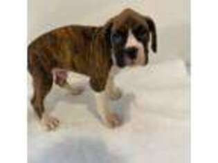 Boxer Puppy for sale in Schaumburg, IL, USA
