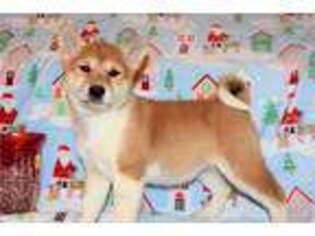 Shiba Inu Puppy for sale in Kirksville, MO, USA