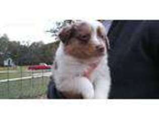 Miniature Australian Shepherd Puppy for sale in Twin City, GA, USA