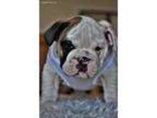 Bulldog Puppy for sale in Sheldon, MO, USA