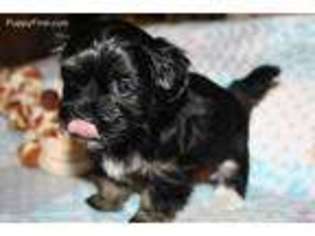 Havanese Puppy for sale in Savannah, GA, USA