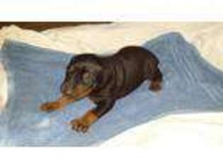 Doberman Pinscher Puppy for sale in MURFREESBORO, TN, USA