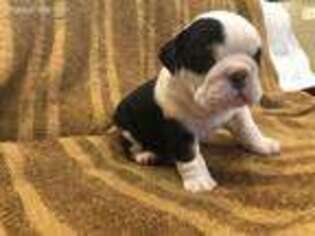 Bulldog Puppy for sale in Axtell, UT, USA
