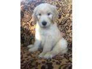 Goldendoodle Puppy for sale in Hutchinson, MN, USA