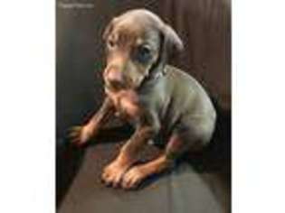 Doberman Pinscher Puppy for sale in Anna, TX, USA