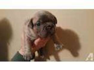 French Bulldog Puppy for sale in CALEDONIA, MI, USA