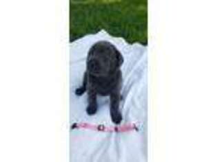 Labrador Retriever Puppy for sale in Duncansville, PA, USA