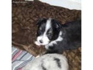 Miniature Australian Shepherd Puppy for sale in Quitman, AR, USA