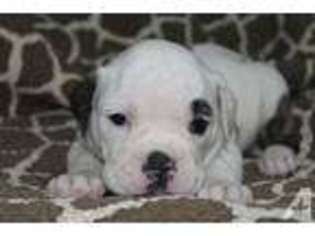 Olde English Bulldogge Puppy for sale in GLENDALE, AZ, USA