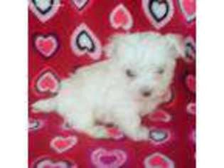 Maltese Puppy for sale in Wrightsville, GA, USA