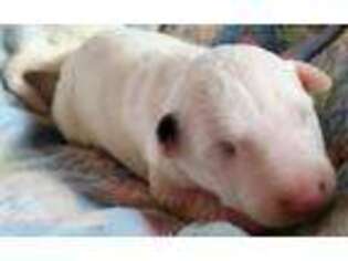 Bull Terrier Puppy for sale in Bloomington, IN, USA