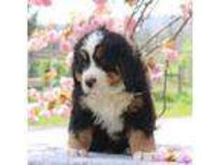 Bernese Mountain Dog Puppy for sale in Spring Run, PA, USA