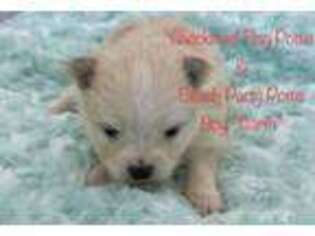 Pomeranian Puppy for sale in Whitewright, TX, USA
