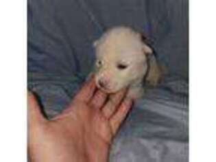 Siberian Husky Puppy for sale in Wray, GA, USA