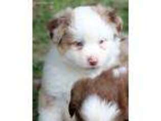 Miniature Australian Shepherd Puppy for sale in Blue Ridge, TX, USA