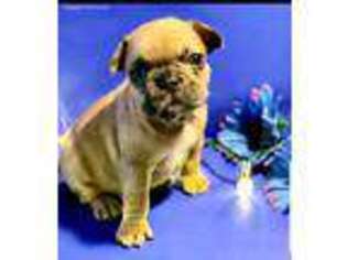 French Bulldog Puppy for sale in Trenton, NJ, USA