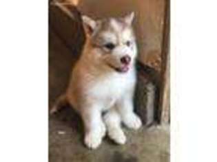 Siberian Husky Puppy for sale in El Sobrante, CA, USA