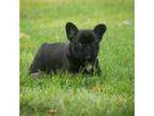 French Bulldog Puppy for sale in Mc Nabb, IL, USA