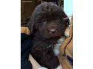 Newfoundland Puppy for sale in Strunk, KY, USA