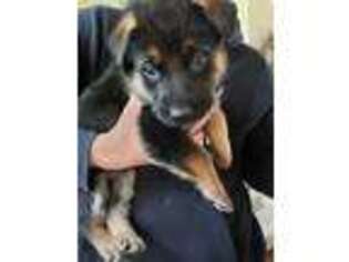 German Shepherd Dog Puppy for sale in Saint Helens, OR, USA