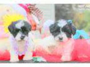Mutt Puppy for sale in Dothan, AL, USA