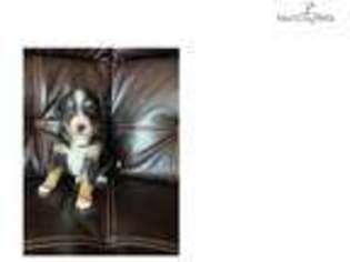 Bernese Mountain Dog Puppy for sale in Minneapolis, MN, USA