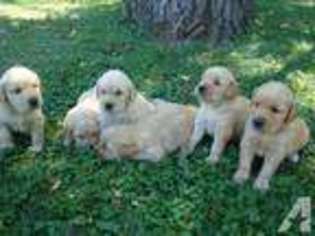 Golden Retriever Puppy for sale in SOUTH SAINT PAUL, MN, USA