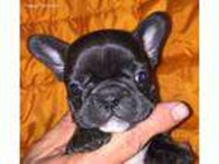French Bulldog Puppy for sale in Eighty Four, PA, USA