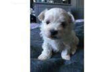 Maltese Puppy for sale in Dover, DE, USA
