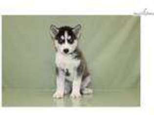 Siberian Husky Puppy for sale in Cleveland, OH, USA