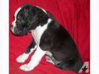 Boxer Puppy for sale in BLAND, MO, USA