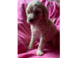 Goldendoodle Puppy for sale in Battle Lake, MN, USA