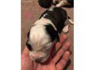 Saint Bernard Puppy for sale in New Richmond, WI, USA