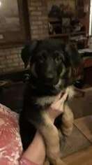 German Shepherd Dog Puppy for sale in Shepherdsville, KY, USA