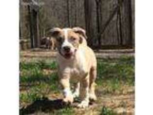 Mutt Puppy for sale in Linwood, NC, USA