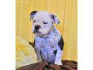 Bulldog Puppy for sale in Pulaski, IA, USA