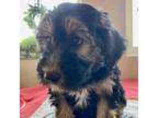 Mutt Puppy for sale in Windsor, CO, USA