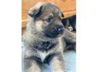 Mutt Puppy for sale in CHESHIRE, CT, USA