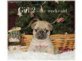 Pug Puppy for sale in Kewaunee, WI, USA