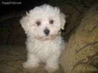 Maltese Puppy for sale in Asheville, NC, USA