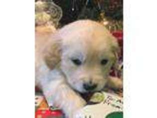 Goldendoodle Puppy for sale in Morgantown, IN, USA