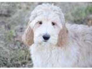 Goldendoodle Puppy for sale in Pella, IA, USA