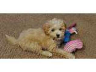 Mutt Puppy for sale in Northridge, CA, USA