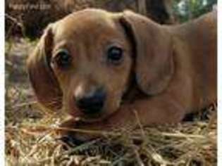 Dachshund Puppy for sale in Norwood, MO, USA