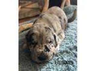 Great Dane Puppy for sale in Red Oak, IA, USA