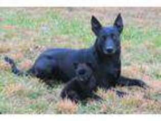 Belgian Malinois Puppy for sale in Springfield, MO, USA