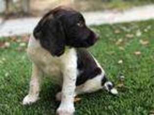 English Springer Spaniel Puppy for sale in Saint Simons Island, GA, USA