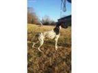 German Shorthaired Pointer Puppy for sale in West Plains, MO, USA