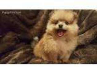 Pomeranian Puppy for sale in Foster, RI, USA